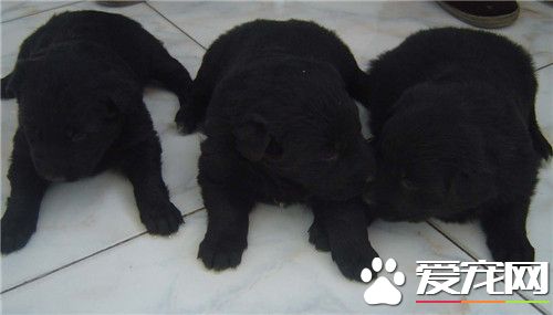 比利時牧羊犬多久立耳 五個月就開始立耳