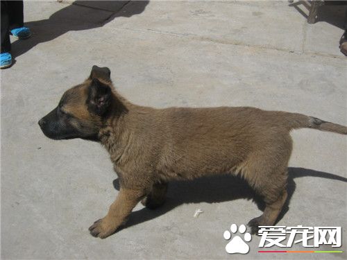 比利時牧羊犬耳朵多大豎起來 一般八個月左右立耳