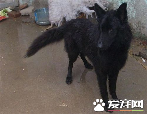 比利時牧羊犬耳朵多大豎起來 一般八個月左右立耳