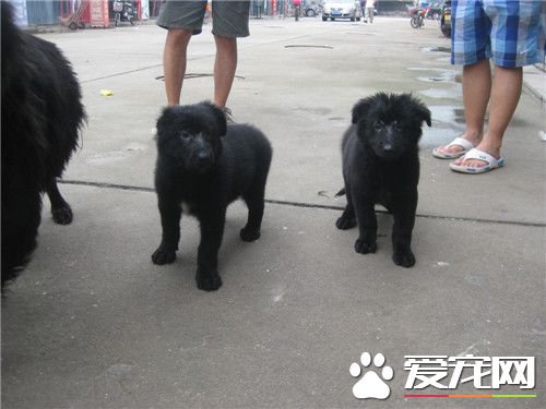 比利時牧羊犬耳朵多大豎起來 一般八個月左右立耳
