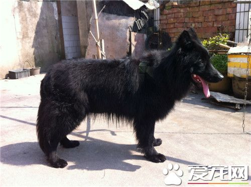 比利時牧羊犬好斗嗎 比利時牧羊犬的飼養方法