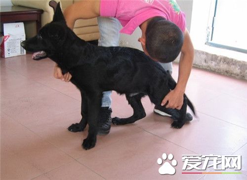 比利時牧羊犬好麼 比利時牧羊犬警戒心強
