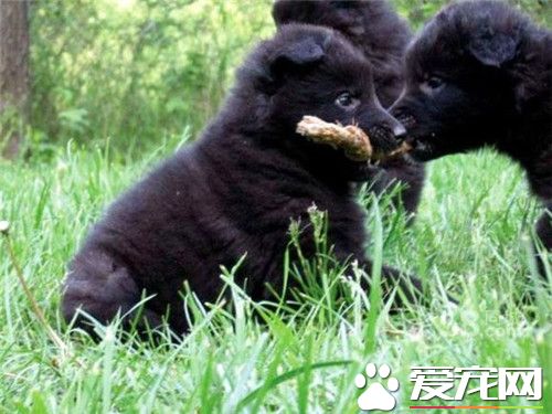 比利時牧羊犬好麼 比利時牧羊犬警戒心強