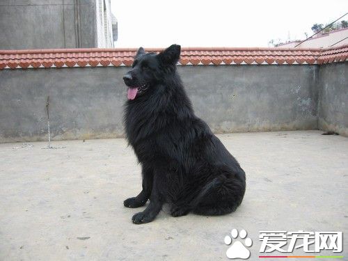 比利時牧羊犬會攻擊人 得看主人調教的好不好
