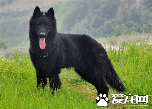 比利時牧羊犬和馬犬區別 是比利時牧羊犬的一種
