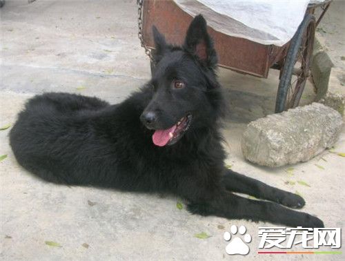 比利時牧羊犬會攻擊人 得看主人調教的好不好