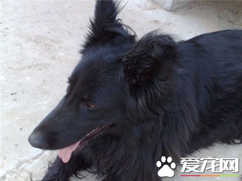 比利時牧羊犬會咬人嗎 一般情況是不會咬人的