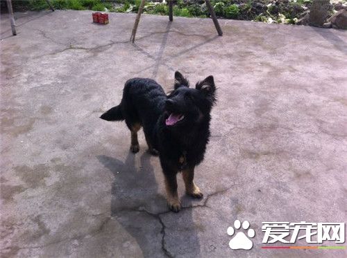 比利時牧羊犬會攻擊人 得看主人調教的好不好