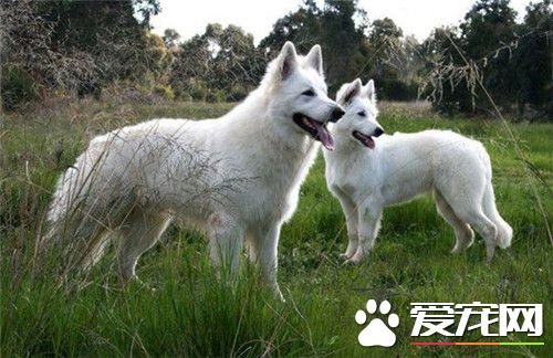 比利時牧羊犬會咬人嗎 一般情況是不會咬人的