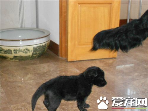 比利時牧羊犬肩高 比利時牧羊犬肩高55到66厘米