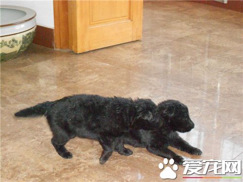 比利時牧羊犬肩高 比利時牧羊犬肩高55到66厘米