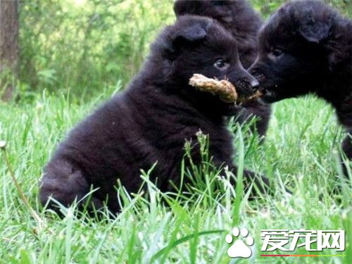比利時牧羊犬肩高 比利時牧羊犬肩高55到66厘米