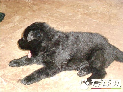 比利時牧羊犬鑒定方法 比利時牧羊犬的體型