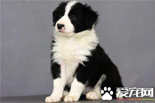 邊境牧羊犬性格怎麼樣 邊境牧羊犬精力充沛