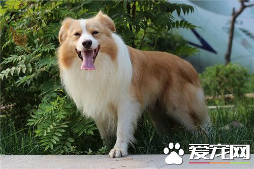 邊境牧羊犬特性 邊境牧羊犬的個性特征