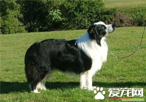 邊境牧羊犬品相 頸部長度恰當結實且肌肉發達