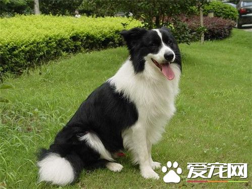 邊境牧羊犬品相 頸部長度恰當結實且肌肉發達