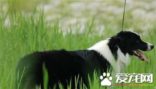 邊境牧羊犬糧 邊境牧羊犬吃什麼狗糧好