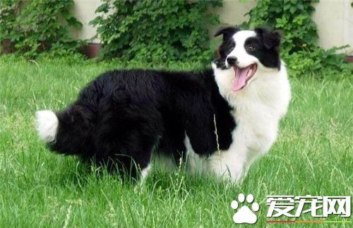 邊境牧羊犬厲害不 邊境牧羊犬是很順從的狗狗