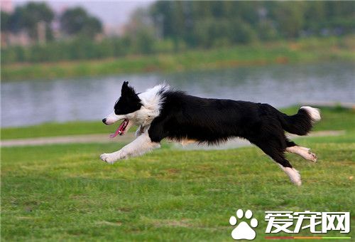 邊境牧羊犬幼犬特征 邊境寶寶嘴巴很寬