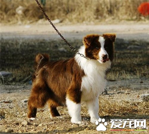 邊境牧羊犬幼犬特征 邊境寶寶嘴巴很寬