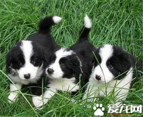 邊境牧羊犬幼犬鑒別 一定要看側面的腦形狀