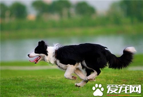 邊境牧羊犬幼犬鑒別 一定要看側面的腦形狀