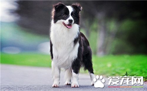 邊境牧羊犬幼犬狗糧 邊牧喂食的次數與時間