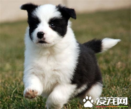邊境牧羊犬幼犬狗糧 邊牧喂食的次數與時間