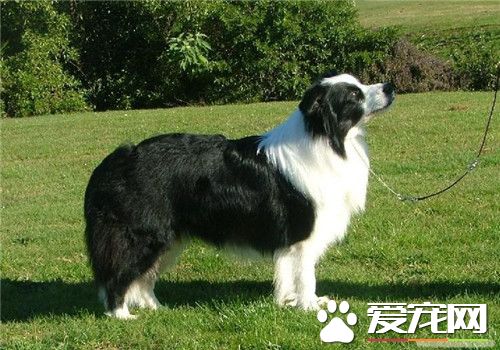 邊境牧羊犬有體臭 一般體味比短毛狗的大