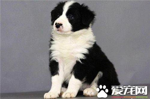 邊境牧羊犬有體臭 一般體味比短毛狗的大