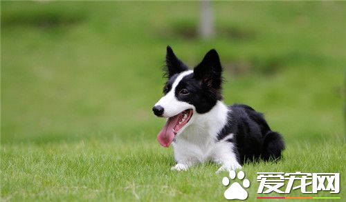 邊境牧羊犬一天吃多少 邊牧吃什麼狗糧好