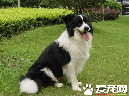 邊境牧羊犬一天吃多少 邊牧吃什麼狗糧好