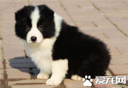 邊境牧羊犬養在家好嗎 怎麼養好邊境牧羊犬