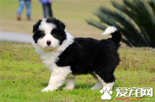 邊境牧羊犬咬不咬人 牧羊犬是不會主動咬人的