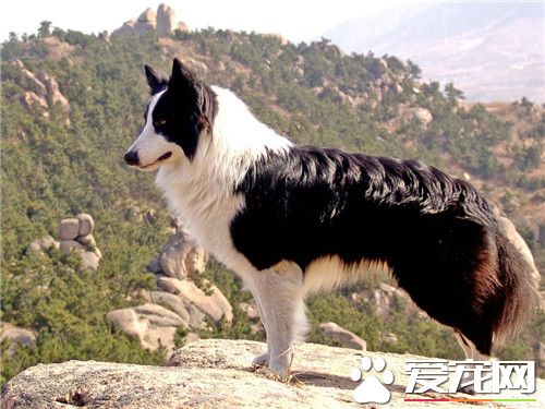 邊境牧羊犬咬不咬人 牧羊犬是不會主動咬人的