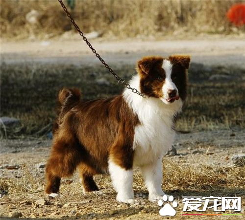 邊境牧羊犬養在家好嗎 怎麼養好邊境牧羊犬