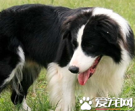 邊境牧羊犬怎麼樣 邊境牧羊犬凶嗎