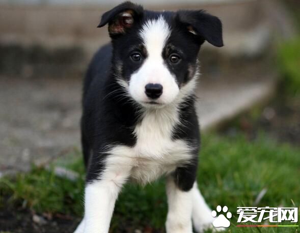 邊境牧羊犬怎麼樣 邊境牧羊犬凶嗎