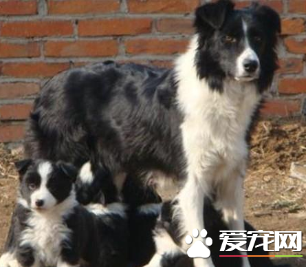 邊境牧羊犬智商到底有多高 邊境牧羊犬智商排名