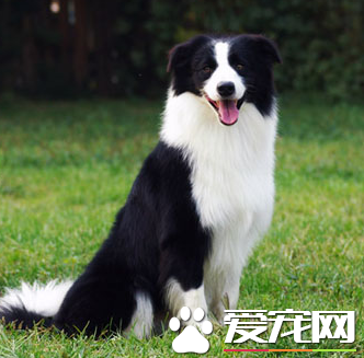 邊境牧羊犬智商相當於人類的幾歲 邊境牧羊犬的智商