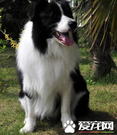 邊境牧羊犬智商相當於人類的幾歲 邊境牧羊犬的智商