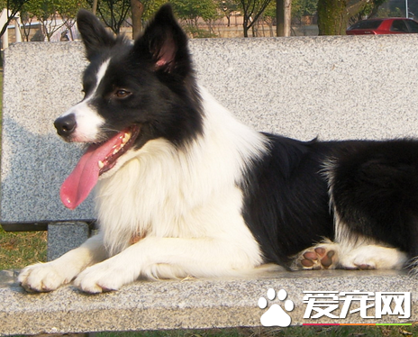 邊境牧羊犬智商排名 邊境牧羊犬聰明嗎