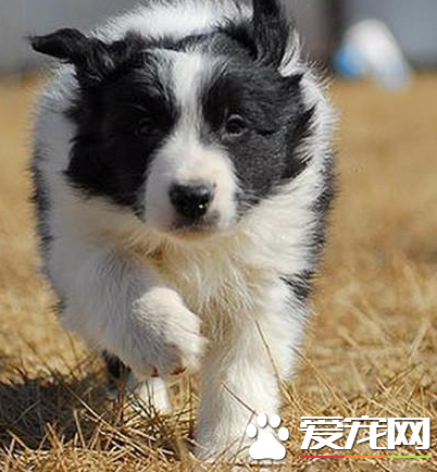 邊境牧羊犬智商排名 邊境牧羊犬聰明嗎