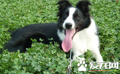 邊境牧羊犬怎麼樣會掉毛 皮膚病導致掉毛