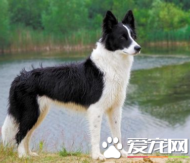 邊境牧羊犬怎麼樣會掉毛 皮膚病導致掉毛