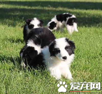邊境牧羊犬怎麼喂養 邊境牧羊犬吃什麼