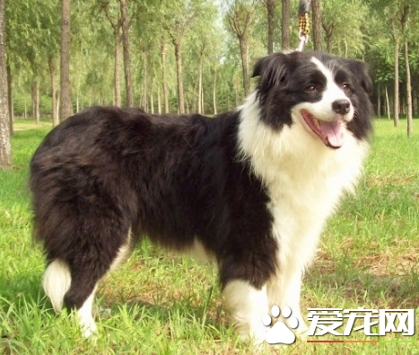 邊境牧羊犬怎麼喂養 邊境牧羊犬吃什麼