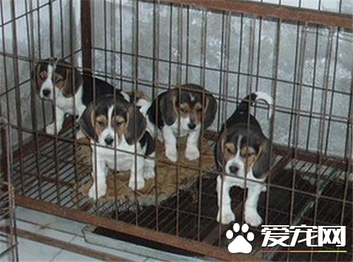 比格犬體型標准 比格犬標准身高30到40厘米