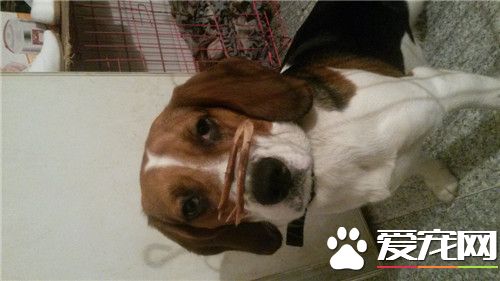 比格犬體味大嗎 體味程度適中定期為狗刷牙